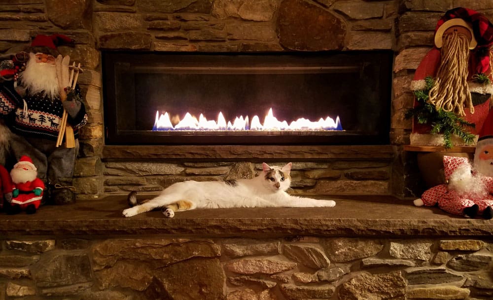 cat sitting in front of propane gas fireplace.